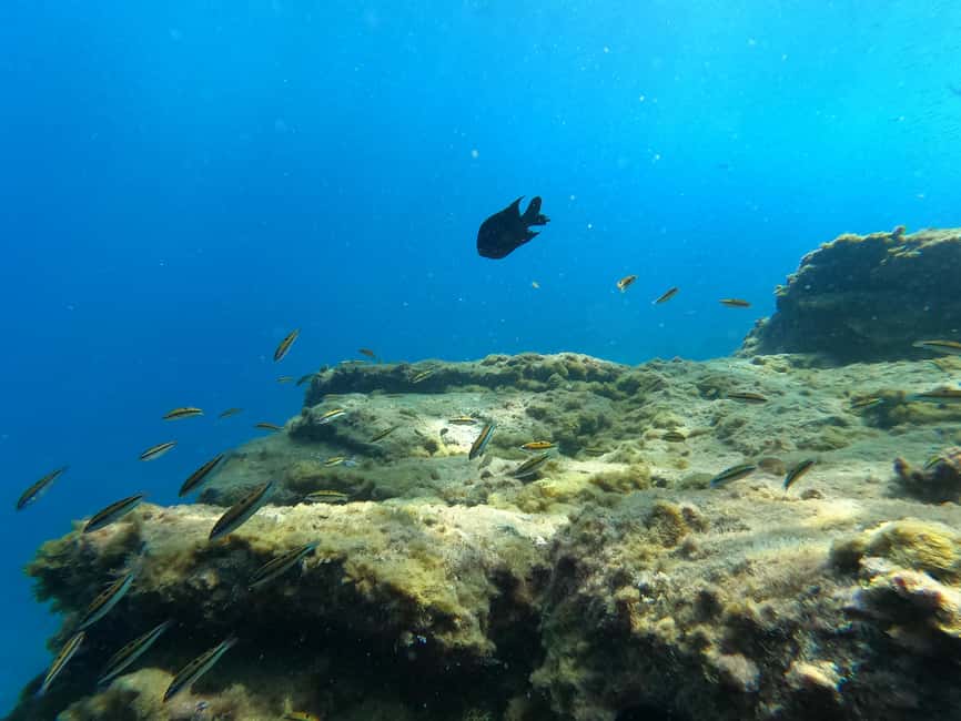 image n.39 of Tenerife: Kayak & Snorkel with Turtles & Dolphins w/Photos activity in Los Cristianos, uploaded by supplier