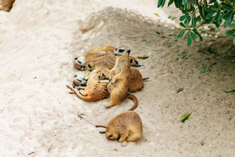 afbeelding n.8 van Barcelona: Dagticket voor de dierentuin van Barcelona activiteit in Barcelona, geüpload door aanbieder