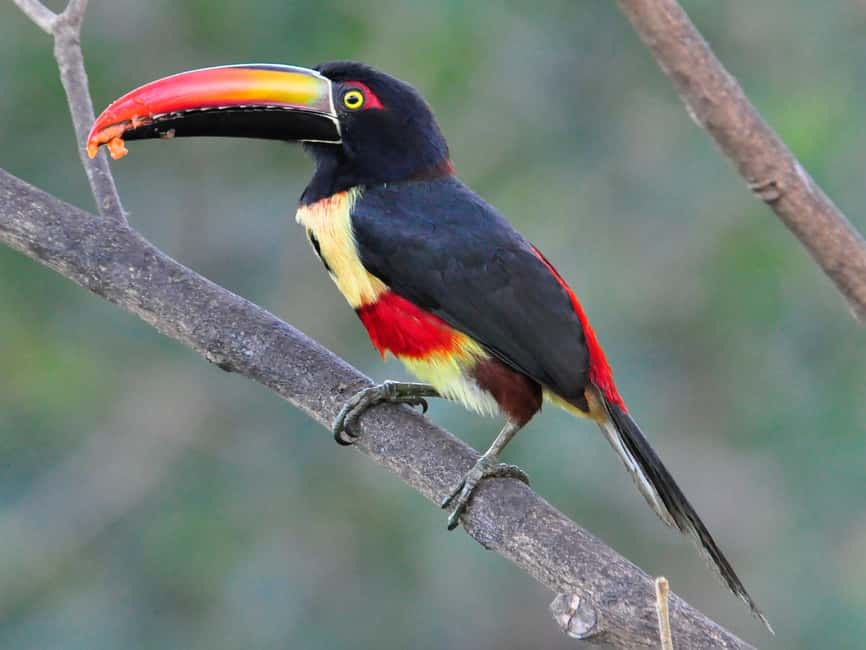 image n.15 of Carara National Park: Best Tour Carara National Park-One Day activity in Puntarenas Province, uploaded by supplier