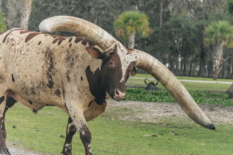 bild n.11 av Orlando: Drive-Thru Safari Park i Wild Florida aktivitet i Florida, uppladdad av leverantör