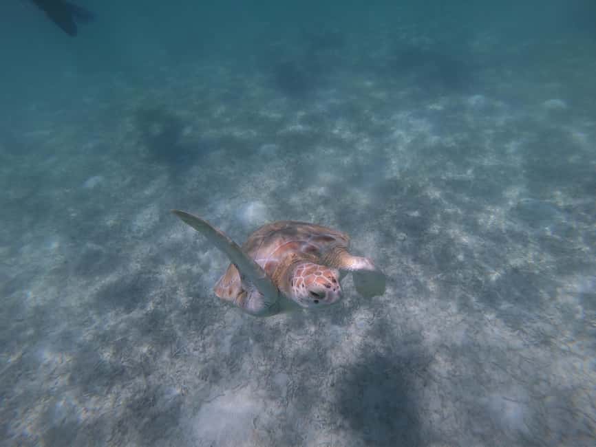afbeelding n.18 van Akumal: Snorkelen met zeeschildpadden en koralen activiteit in Akumal, geüpload door aanbieder