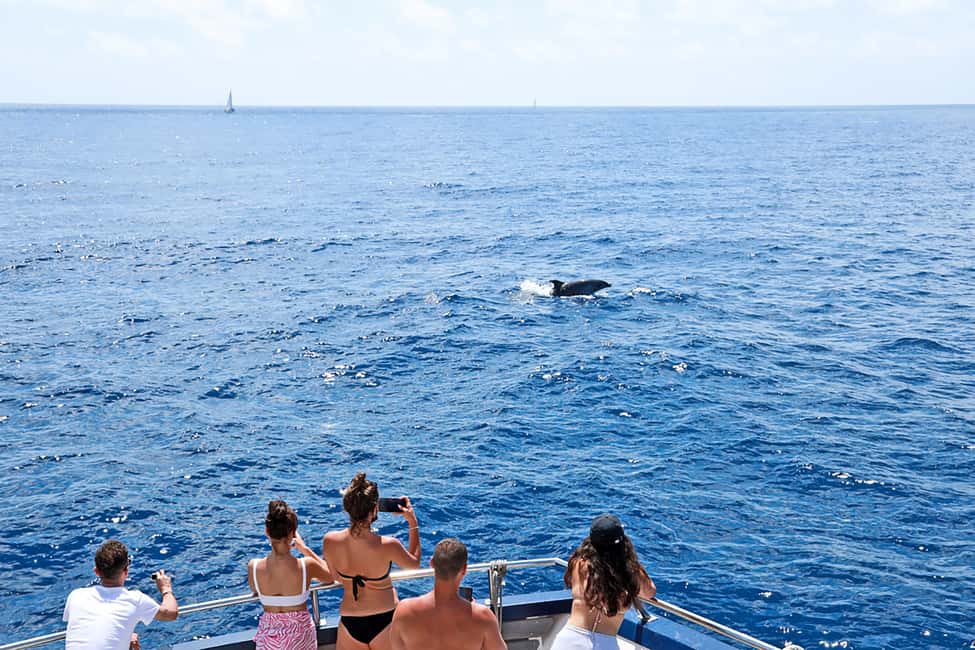 bild nr.5 av Mallorca: Kryssning med delfinskådning aktivitet i Calvià, uppladdad av arrangören