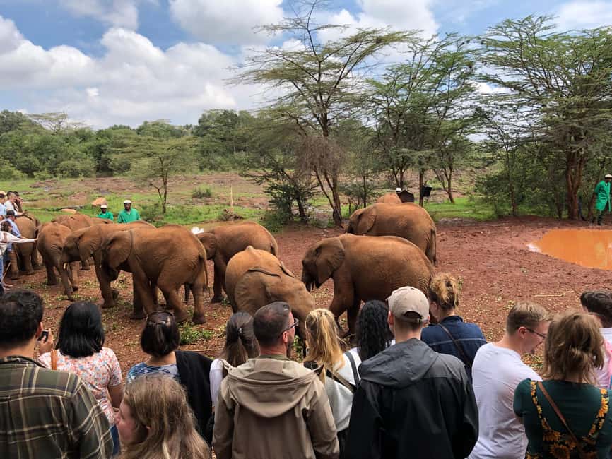 image n.15 of Nairobi: Elephant Sanctuary and Giraffe Center Day Tour activity in Nairobi, uploaded by supplier