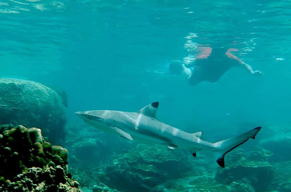 billede nr.6 af aktiviteten Koh Tao: Premium snorkeltur til Koh Nangyuan-bugterne med Oxygen i Thailandbugten, uploadet af udbyder