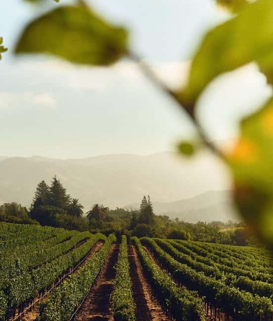 image n.8 of Wine Icons: Meet the sparkling world of Chandon activity in Mendoza Province, uploaded by supplier