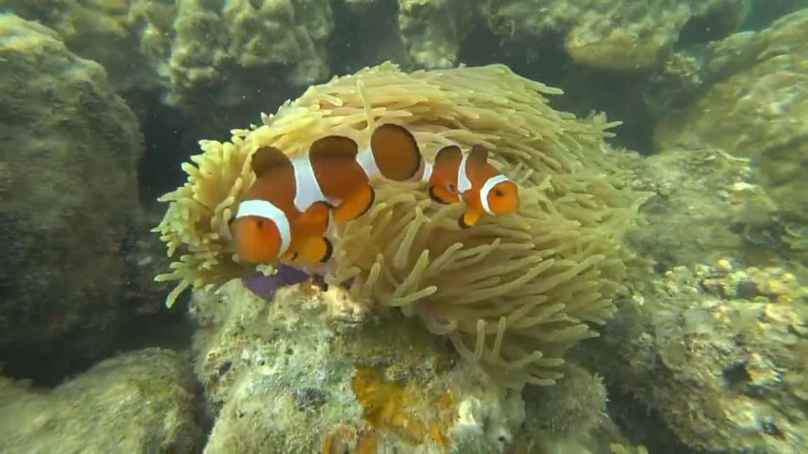 image n.4 of Bintan Snorkeling activity in Riau Islands, uploaded by supplier