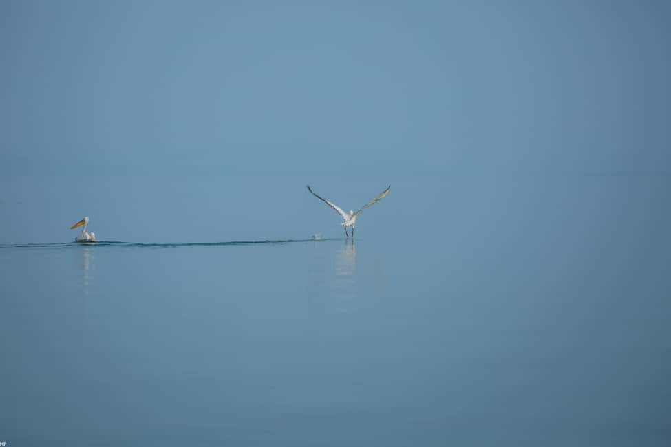 image n.18 of Skadar Lake: Individual Kayaking Experience activity in Podgorica Municipality, uploaded by supplier