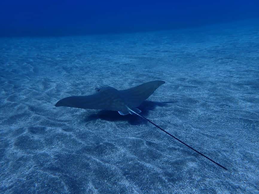 image n.8 of Tenerife: Abades Beach Beginner Diving Experience activity in Arico, uploaded by supplier