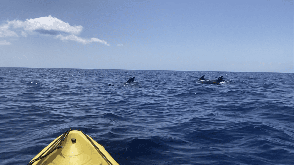image n.12 of Los Cristianos: Kayak & Snorkel Tour with turtles and photos included activity in Arona, Tenerife, uploaded by supplier