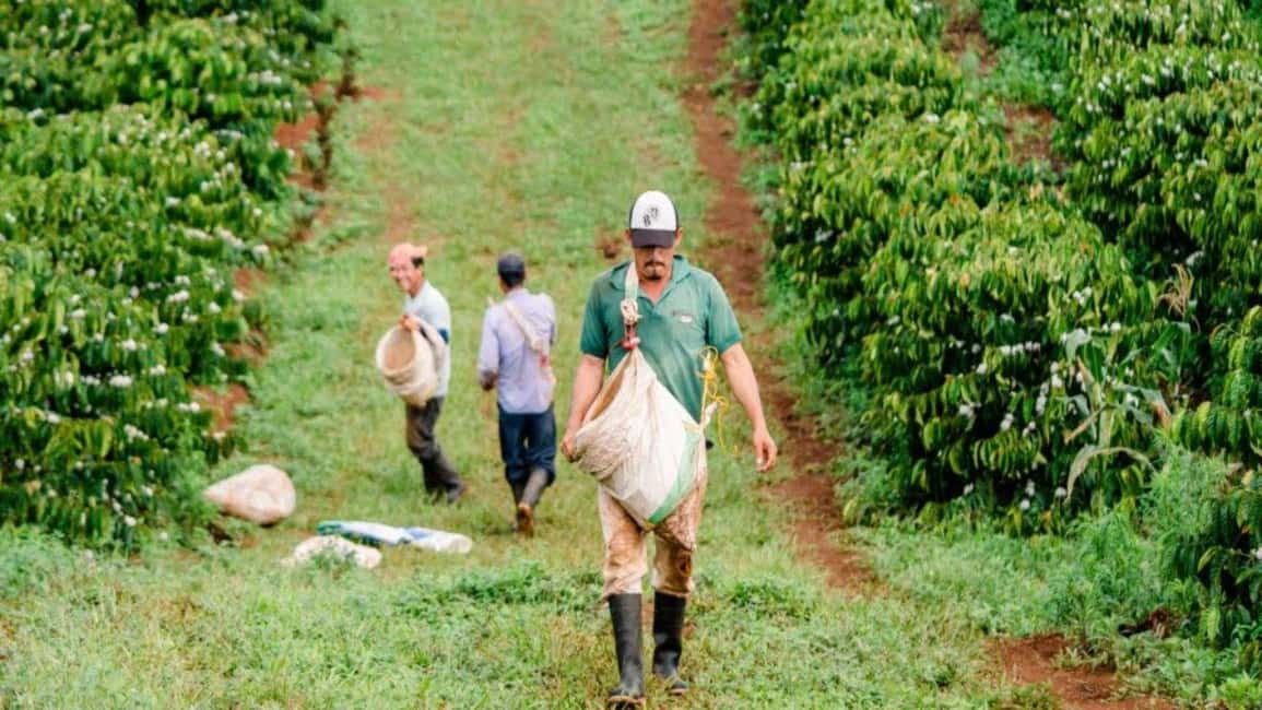 image n.49 of Coffee Farm Tour (Fairview) activity in Kiambu, uploaded by supplier