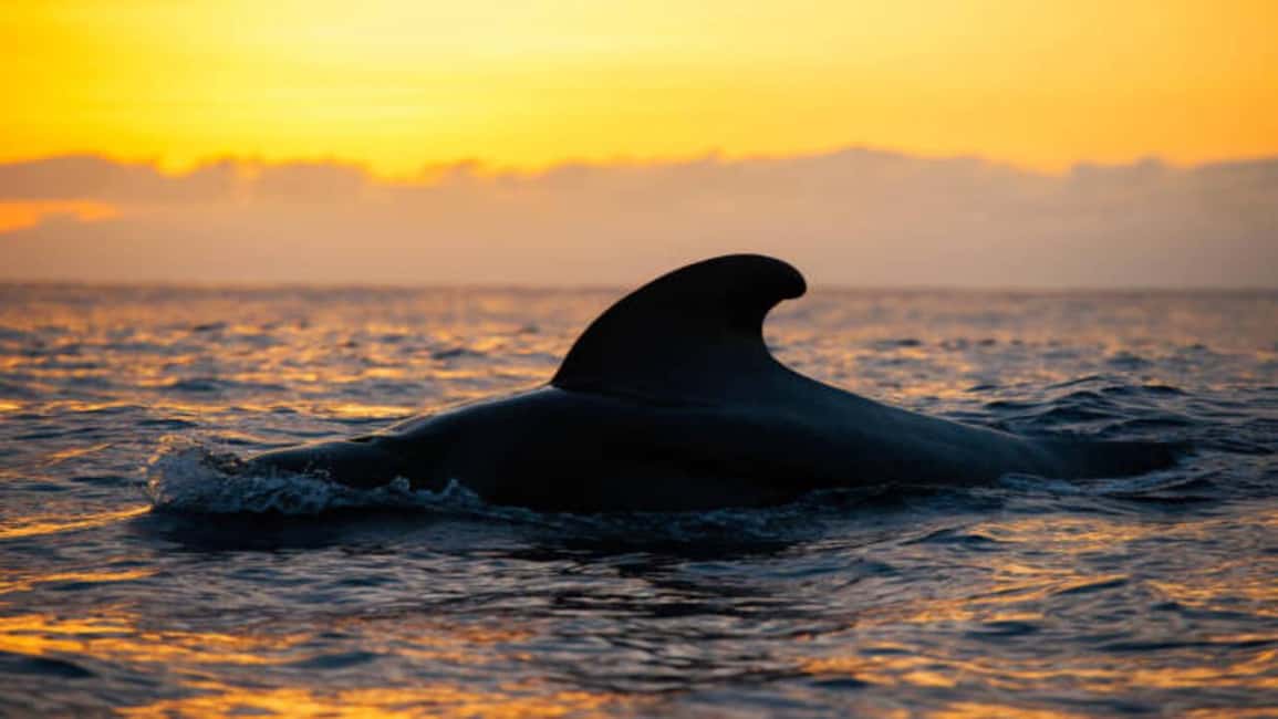 image n.1 of Los Cristianos: Eco Yacht Whale Watching Tour at Sunset activity in Canary Islands, uploaded by supplier