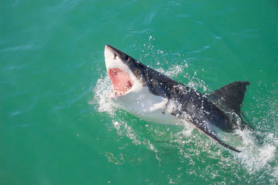 image n.4 of 2-Day Garden Route Bungee Jump, Zipline & Shark Diving Tour activity in Eastern Cape, uploaded by supplier