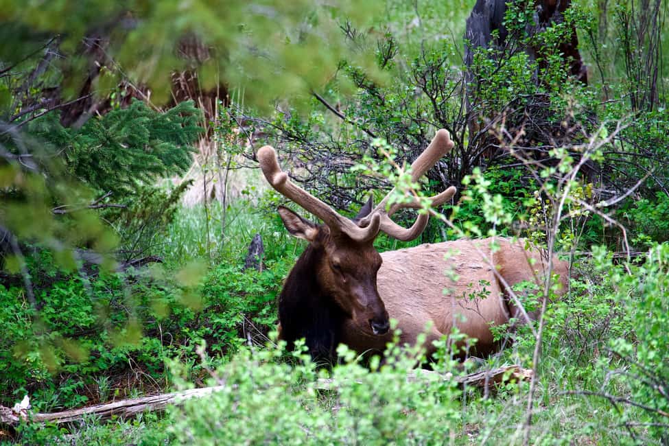 image n.43 of Estes Park: Rocky Mountain National Park Glass-Top Bus Tour activity in Colorado, uploaded by supplier