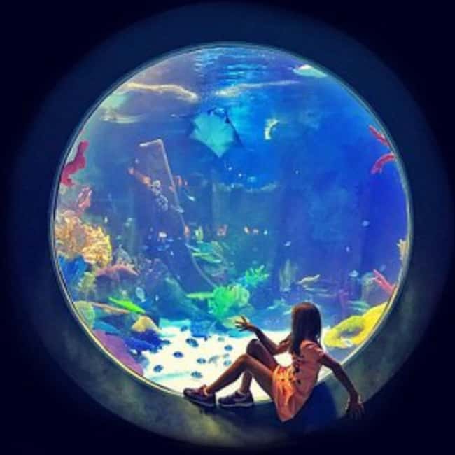 image n.5 of Istanbul: Aquarium Ticket with Shuttle Bus from Sultanahmet activity in Istanbul, uploaded by supplier