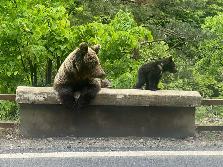 Bild Nr. 7 von Bukarest: Tagestour „Top Gear Road und wilde Braunbären“ Aktivität in Câmpulung, hochgeladen vom Anbieter