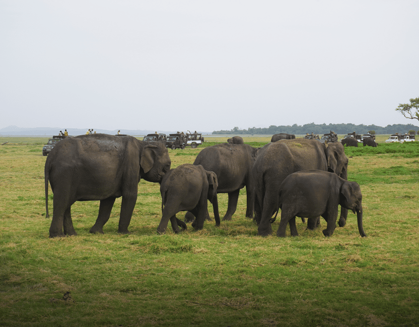 image n.20 of Kaudulla National Park Half Day Sri Lanka Jeep Safari activity in North Central Province, uploaded by supplier