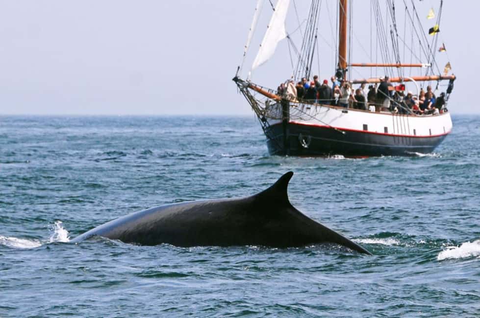 image n.3 of From Saint John: Saint Andrews Whale Watching Tour activity in Nova Scotia, uploaded by supplier