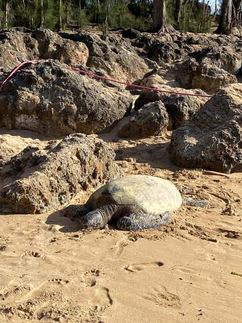 image n.7 of Oahu: Highlights of Oahu Small Group Tour activity in Hawaii, uploaded by supplier