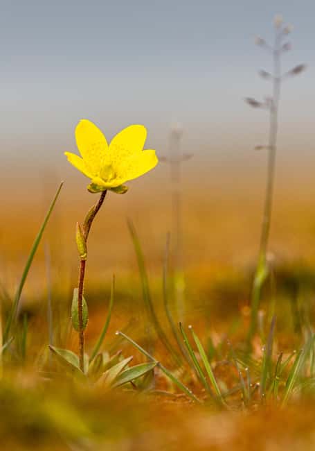image n.11 of Longyearbyen: Wildlife Safari & Hiking Photography Tour activity in Longyearbyen, uploaded by supplier