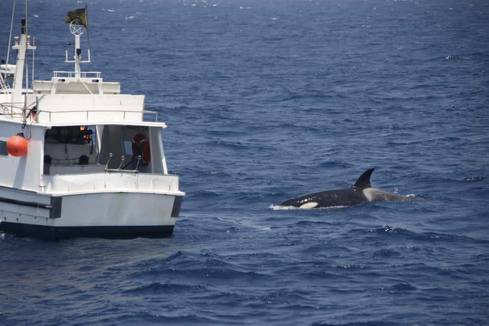 image n.23 of Tarifa: Orca, Whale and Dolphin Watching Boat Experience activity in Gibraltar, uploaded by supplier