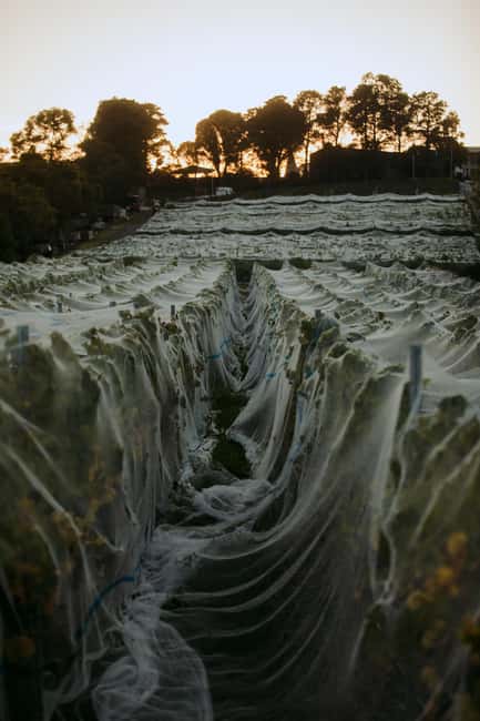 image n.8 of Hobart: Moorilla's Wine + Art at Mona by Boat activity in Hobart, uploaded by supplier