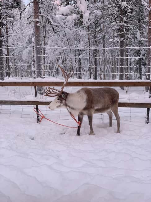 billede nr.11 af aktiviteten Oplevelse af arktisk rensdyrfarm med sneskovandring i naturen i Sirkka, uploadet af udbyder
