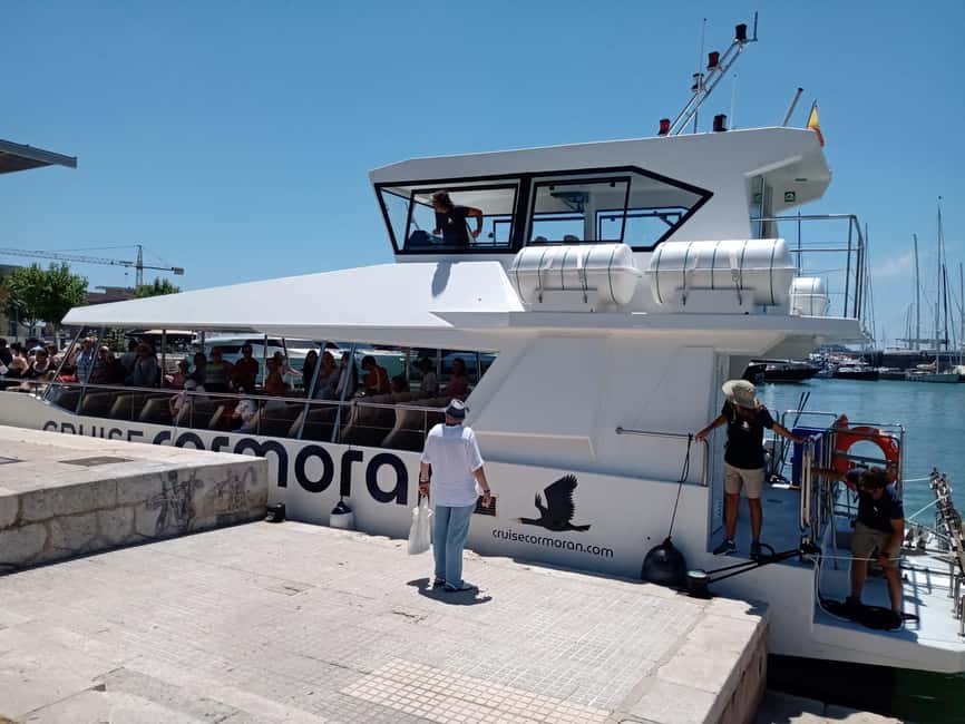 Bild Nr. 16 von Von Palma: 3-stündige Bootstour zur Delfinbeobachtung am Morgen Aktivität in Palma de Mallorca, hochgeladen vom Anbieter