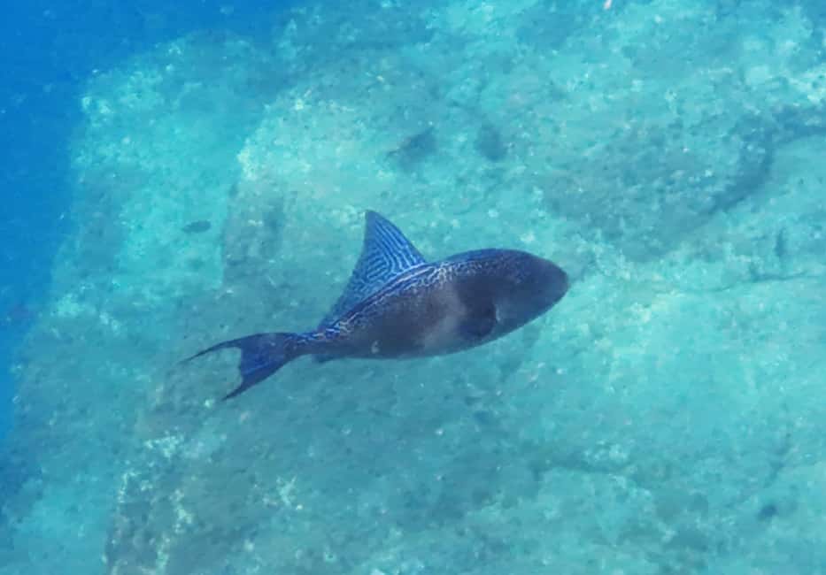image n.33 of Tenerife: Kayak & Snorkel with Turtles & Dolphins w/Photos activity in Los Cristianos, uploaded by supplier
