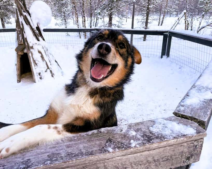 billede nr.16 af aktiviteten Levi: 5 km hundeslædetur i Levi i Sirkka, uploadet af udbyder