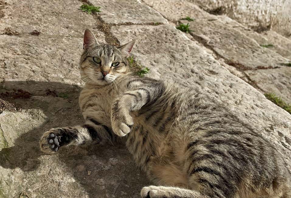 Immagine nº 36 di Ostuni: Tour in bicicletta con un bicchiere di vino e bruschetta attività a Ostuni, caricata dal fornitore