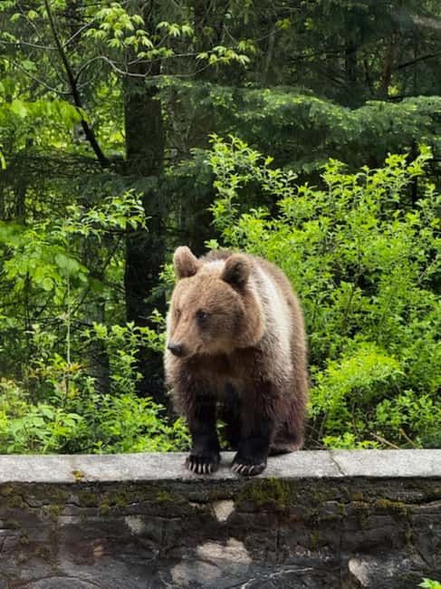 Bild Nr. 5 von Bukarest: Tagestour „Top Gear Road und wilde Braunbären“ Aktivität in Câmpulung, hochgeladen vom Anbieter