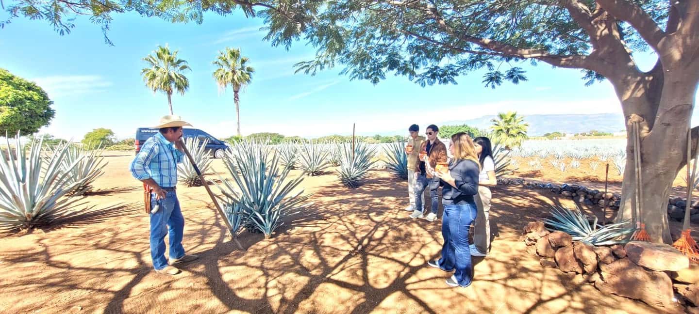 image n.6 of Guadalajara: Tequila Day Trip with Jose Cuervo Option activity in Tequila, uploaded by supplier