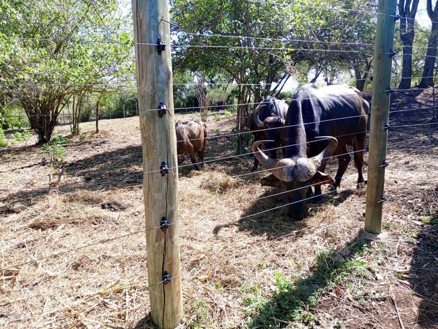 image n.6 of giraffe feeding activity in Diani, uploaded by supplier