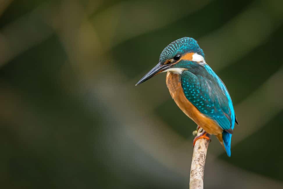 image n.75 of Carara National Park: Best Tour Carara National Park-One Day activity in Puntarenas Province, uploaded by supplier