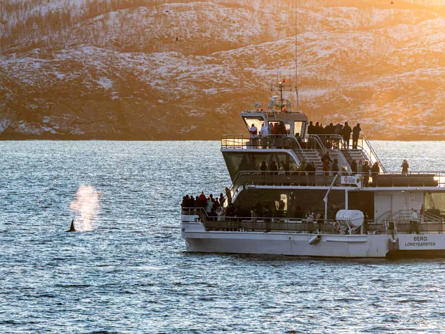 Bild Nr. 6 von Tromsø: Walbeobachtungstour mit dem Hybrid-Elektroboot Aktivität in Tromsø, hochgeladen vom Anbieter
