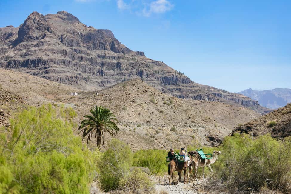image n.15 of Gran Canaria: Camel Ride Safari w/ Optional Food & Transport activity in San Bartolomé de Tirajana, uploaded by supplier