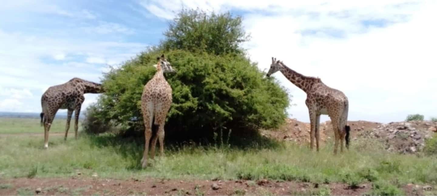 image n.14 of Nairobi National Park, Elephant Orphanage & Giraffe Centre activity in Nairobi, uploaded by supplier