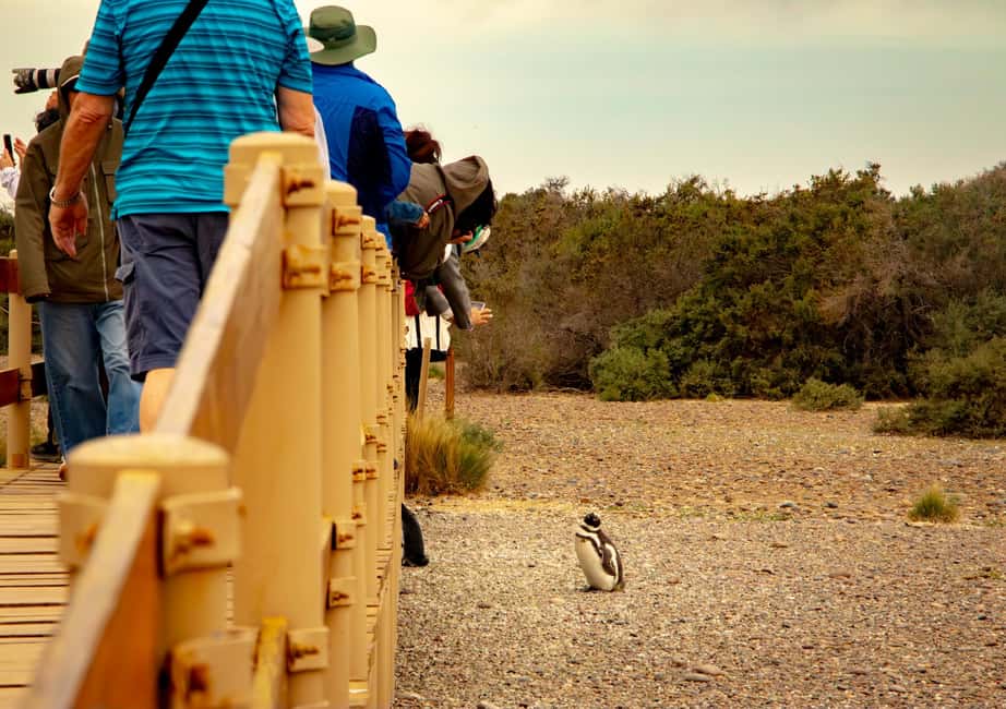 Bild Nr. 7 von Puerto Madryn: Punta Tombo Wandern unter Pinguinen erleben Aktivität in Chubut Provinz, hochgeladen vom Anbieter