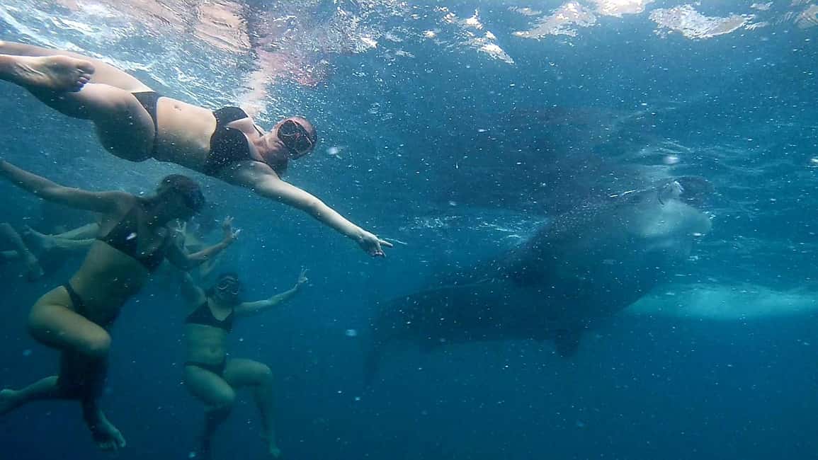 imagem n.11 de Cebu: Natação com tubarões-baleia e excursão de canoagem em Kawasan atividade em Badian, carregada pelo fornecedor