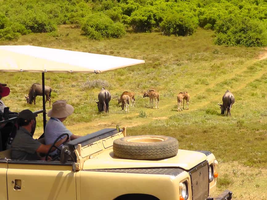 image n.3 of Port Elizabeth:2-Day Schotia Safaris & Addo Wildlife Reserve activity in Eastern Cape, uploaded by supplier