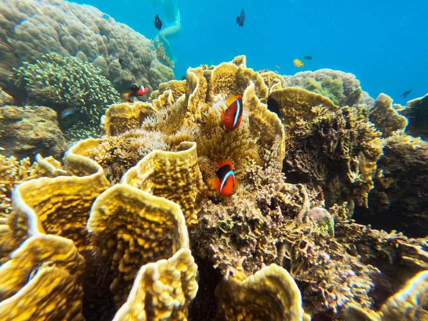 afbeelding n.5 van Privétour snorkelen Gili Gede, GIli Asahan, Gili Goleng activiteit in West-Nusa Tenggara, geüpload door aanbieder