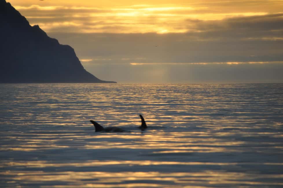 Image N°5 de Akureyri : observation des baleines sous le soleil de minuit activité à Norðurland eystra, publiée par le prestataire