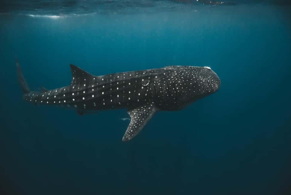 image n.7 of Whale Shark swimming ocean safari all included tour activity in Quintana Roo, uploaded by supplier