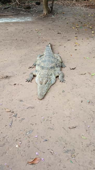 image n.9 of Banjul: 7 Attractions Day Tour with Monkey Park activity in Banjul, uploaded by supplier