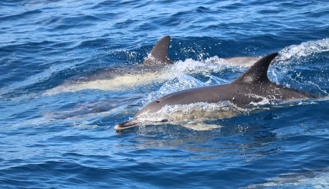 image n.13 of São Miguel: Whale-Watching Cruise with Marine Biologist activity in Ponta Delgada, uploaded by supplier