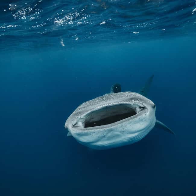 image n.5 of Whale Shark swimming ocean safari all included tour activity in Quintana Roo, uploaded by supplier