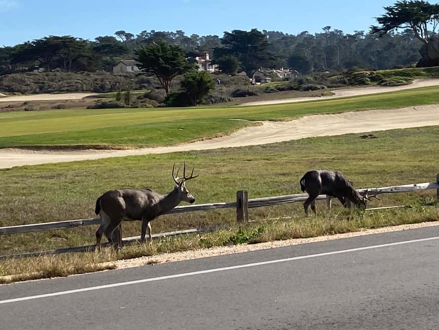 imagem n.13 de Monterey: 17-Mile Drive Tour guiado em E-Bike atividade em Califórnia, carregada pelo fornecedor