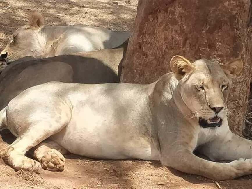 image n.11 of Tsavo East and Tsavo West Sanctuary Safari activity in Coast Province, uploaded by supplier
