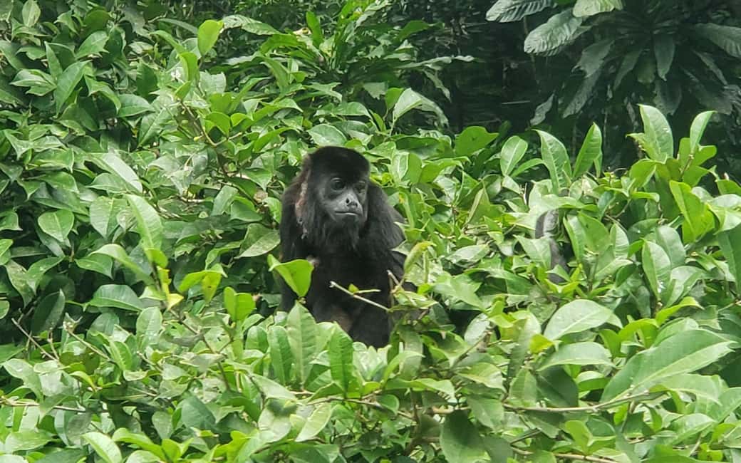 image n.10 of Monkey Island and Indian Village Tour activity in Panama Province, uploaded by supplier
