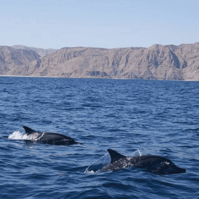 Immagine nº 8 di Muscat: gita in barca per l'osservazione dei delfini con snack e guida locale attività a Mascate, caricata dal fornitore